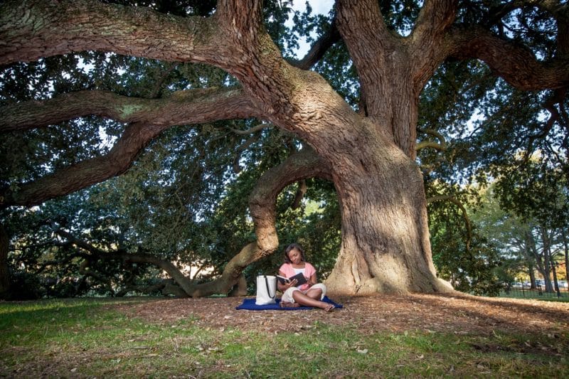Emancipation Oak