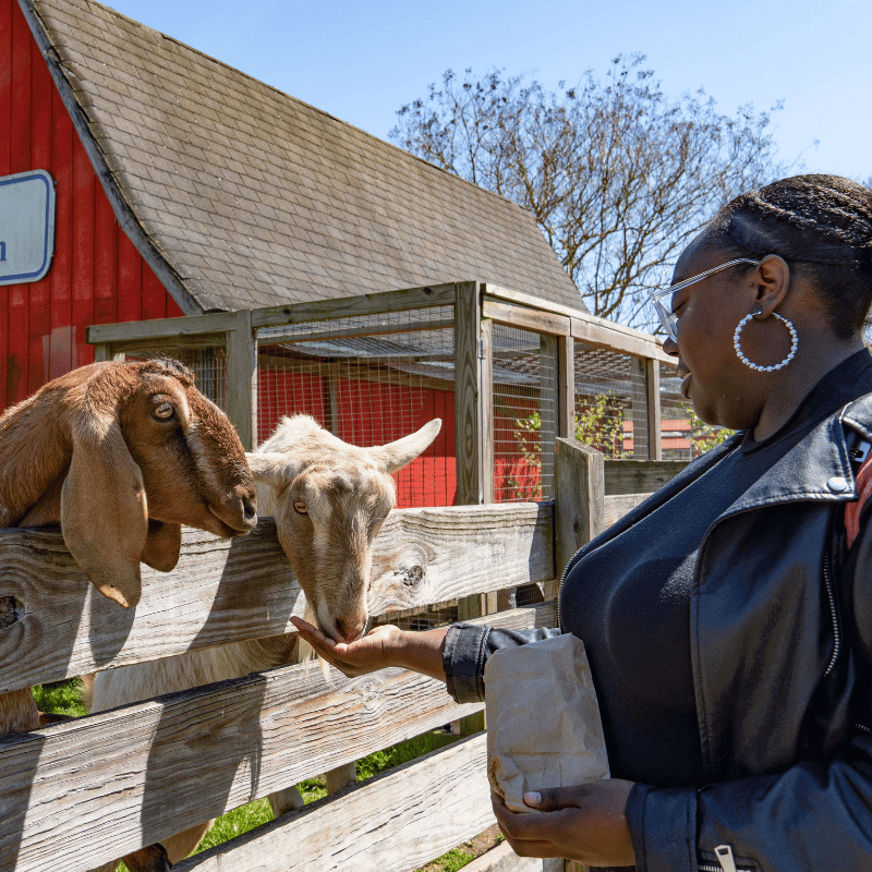 Bluebird Gap Farm