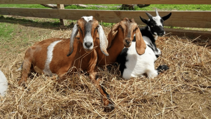 Bluebird Gap Farm Fall Festival