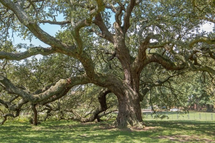 Only in Your State named the Emancipation Oak a must see wonder in Virginia