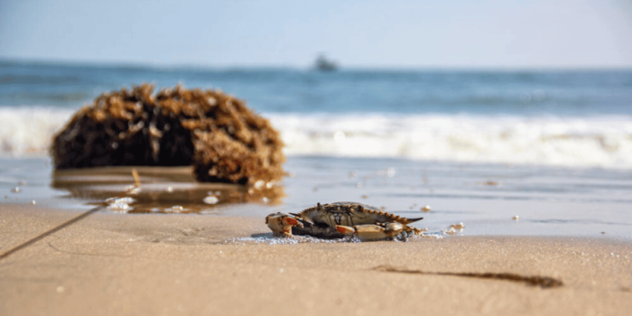A crab sitting on the sandy beach near some washed up coral at Grandview Nature Preserve as a boat passes by in the distance. 